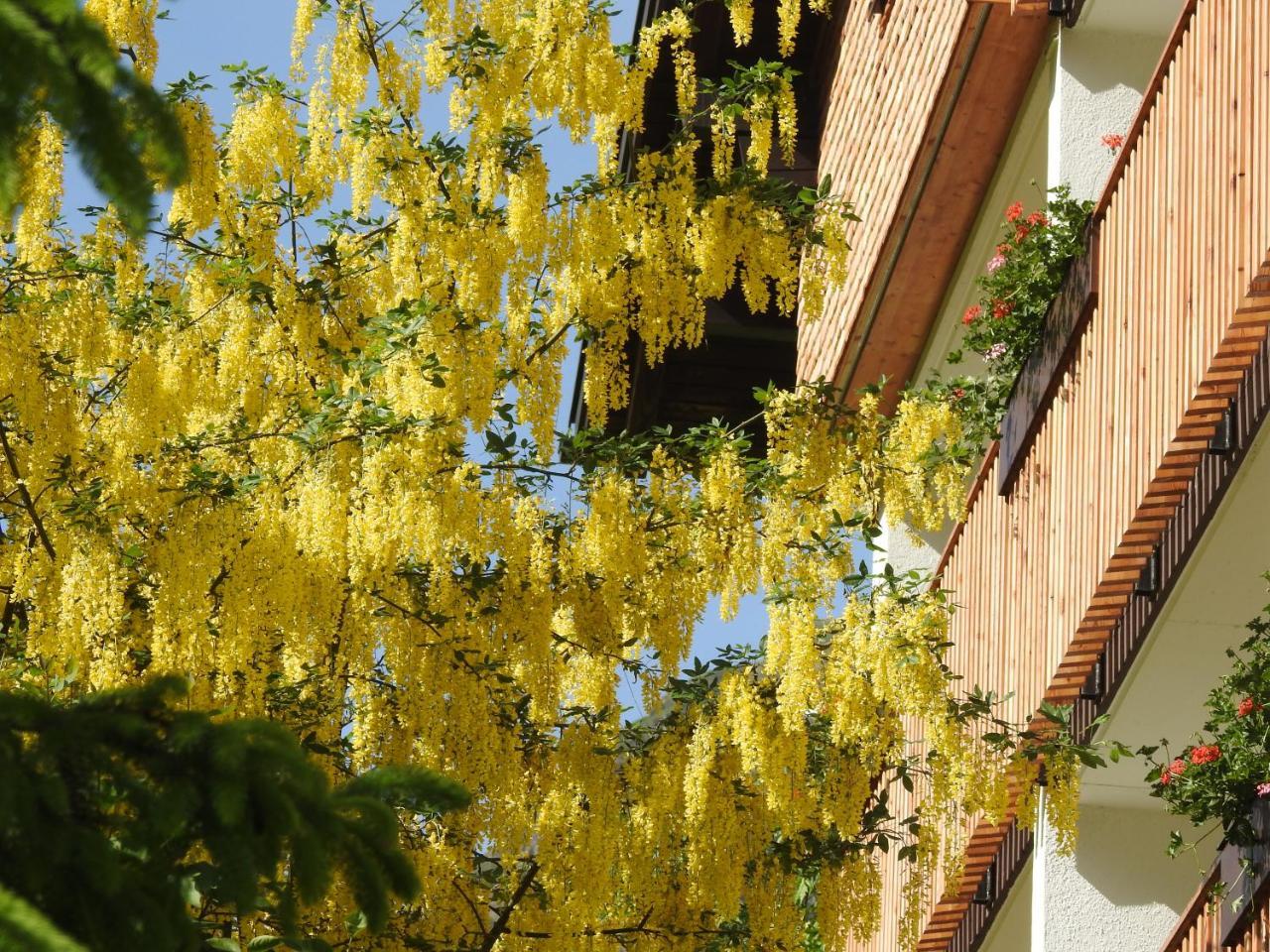 Hotel Garni Tannleger B&B Brand  Luaran gambar